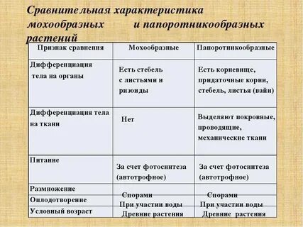 Папоротники и мхи сходства и различия