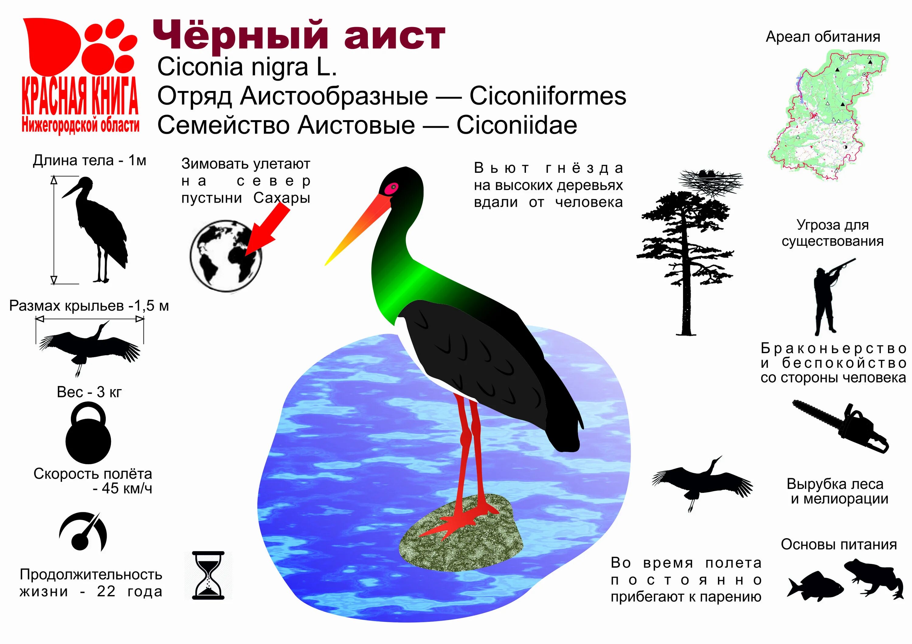 Черный Аист красная книга России. Черный Аист краткое описание. Черный Аист причины исчезновения. Черный Аист интересные факты.