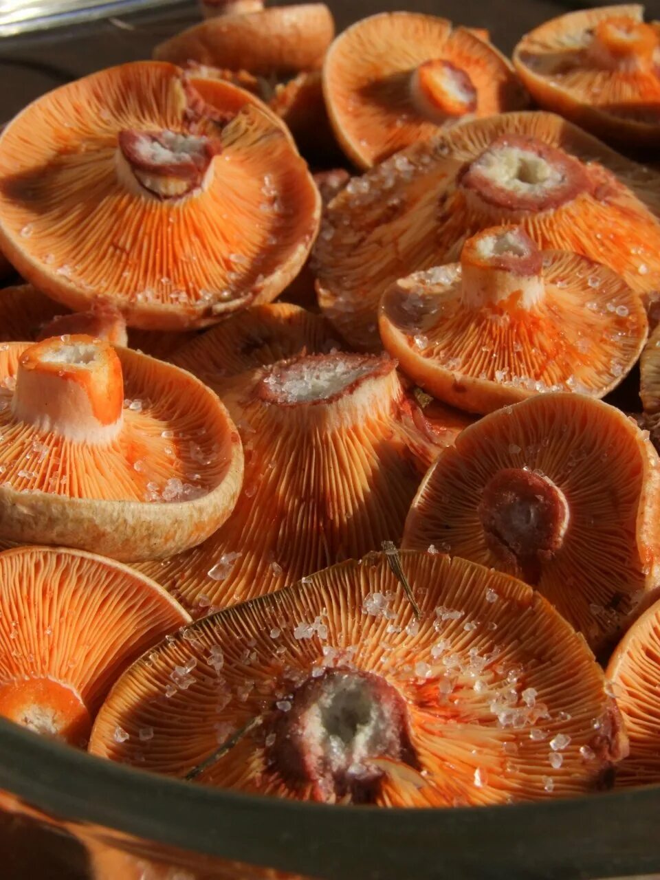 Рыжик Сосновый/Боровой (Lactarius deliciosus);. Рыжики грибы. Рыжики пластинчатые грибы. Сибирский Рыжик. Рыжики быстро