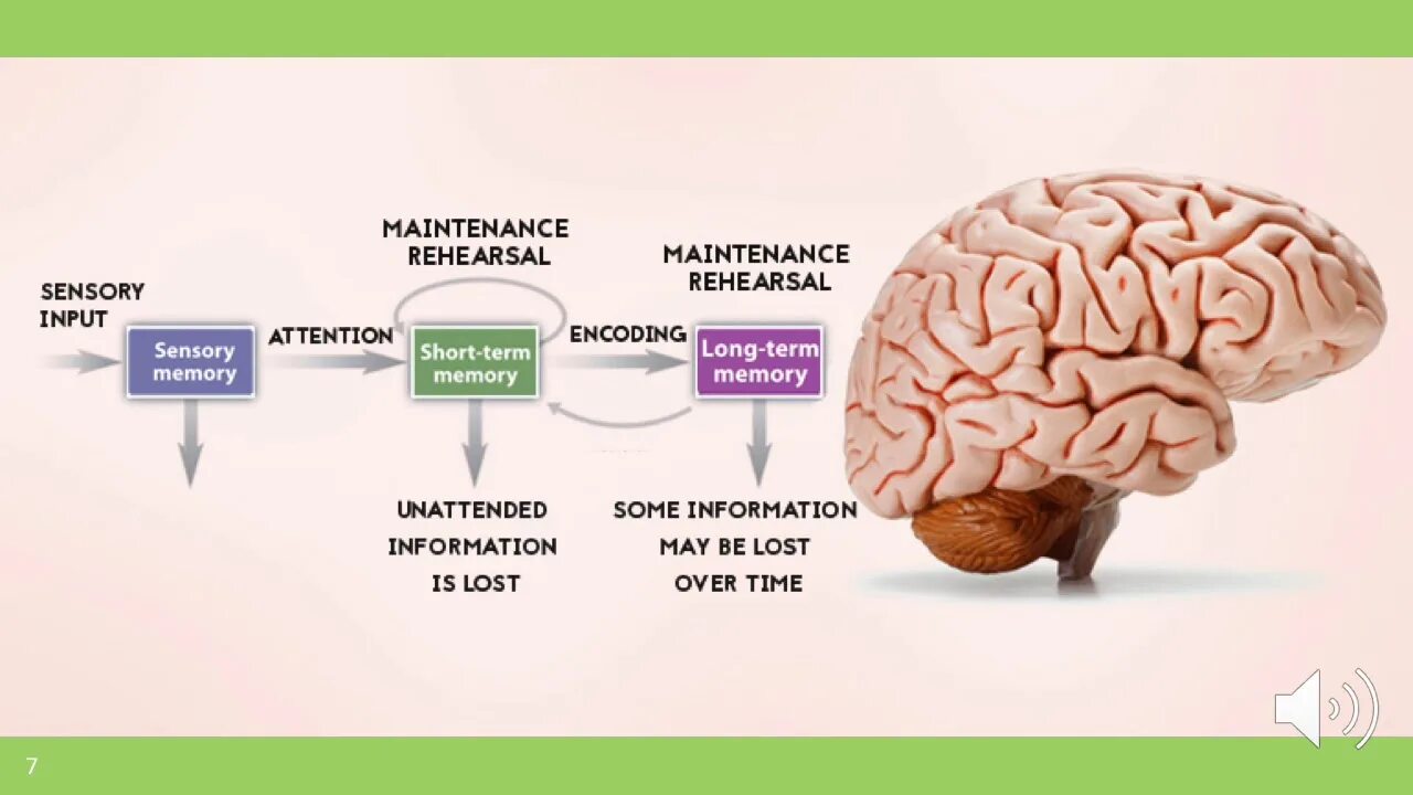 Capability of human brain. Memory of Humans Brains. Human Memory. Memory in Brain.