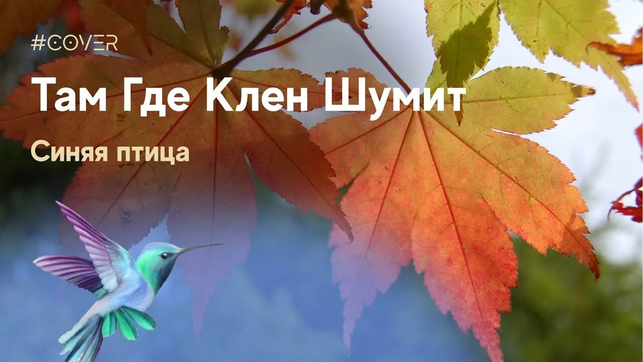 Синяя птица там клен шумит. Клен синяя птица клен. Там где клён шумит. Там где клён шумит группа синяя птица.