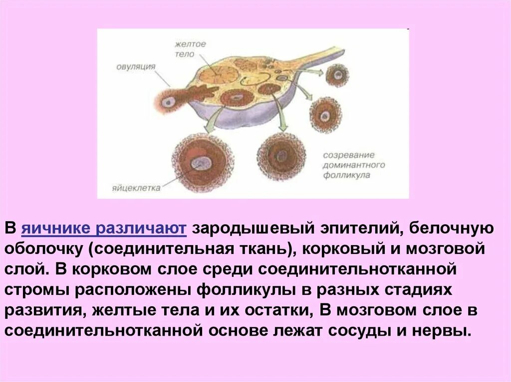 Зародышевый эпителий яичника. Эпителий фолликулов яичника. Желтое тело это яйцеклетка. Оболочки яичников. Находится в фолликуле