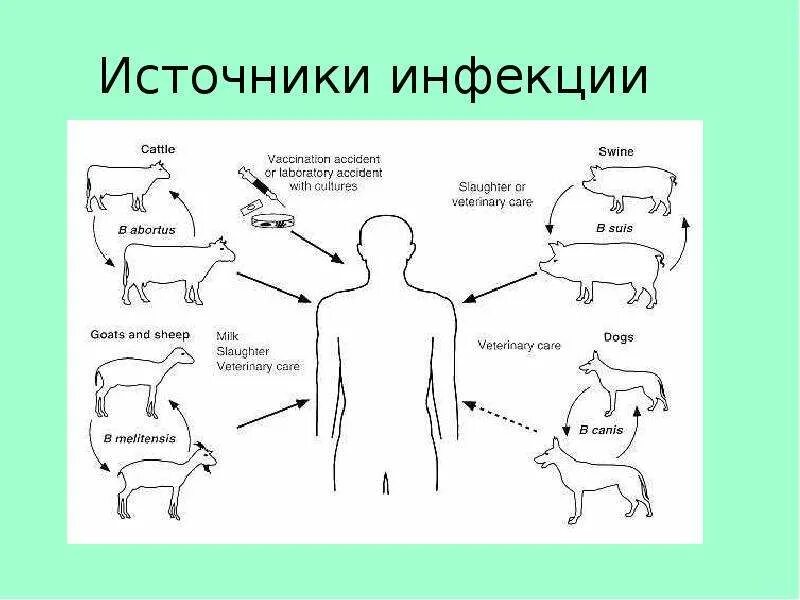 Бруцеллез источники инфекции. Бруцеллез источник заражения. Бруцеллез источник инфекции пути передачи. Презентация на тему бруцеллез.