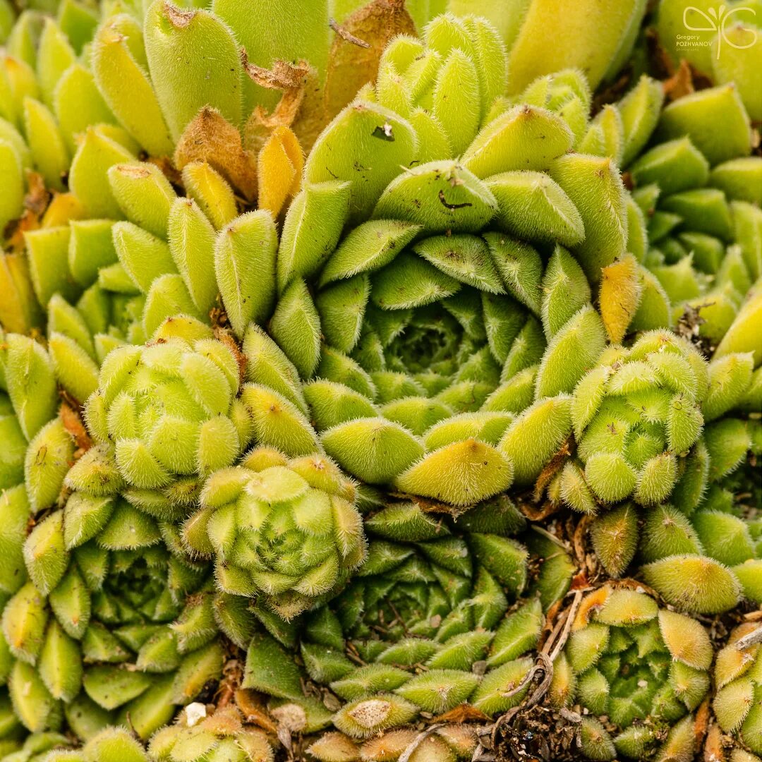 Музыка молодило. Молодило — sempervivum soboliferum. молодило рейнхард. молодило живучка. молодило махогани.