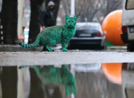 3 кота зеленого
