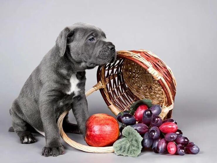 Можно собаке давать фрукты. Собака и фрукты. Фрукты для лабрадора. Собака ест овощи и фрукты. Лабрадор ест овощи.