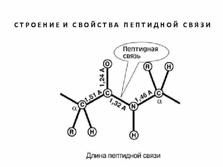 Связаны пептидными связями. Схема образования пептидной связи биохимия. Особенности пептидной связи. Пептидная связь биохимия. Характеристика пептидной связи.