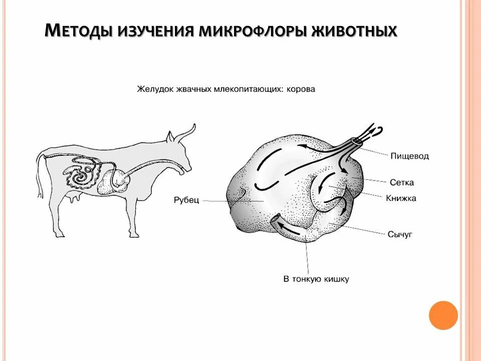 Пищевод млекопитающих. Строение пищеварительной системы жвачных. Строение желудка жвачных млекопитающих. Пищеварительная система жвачных животных схема пошаговая. Рубец жвачных животных.