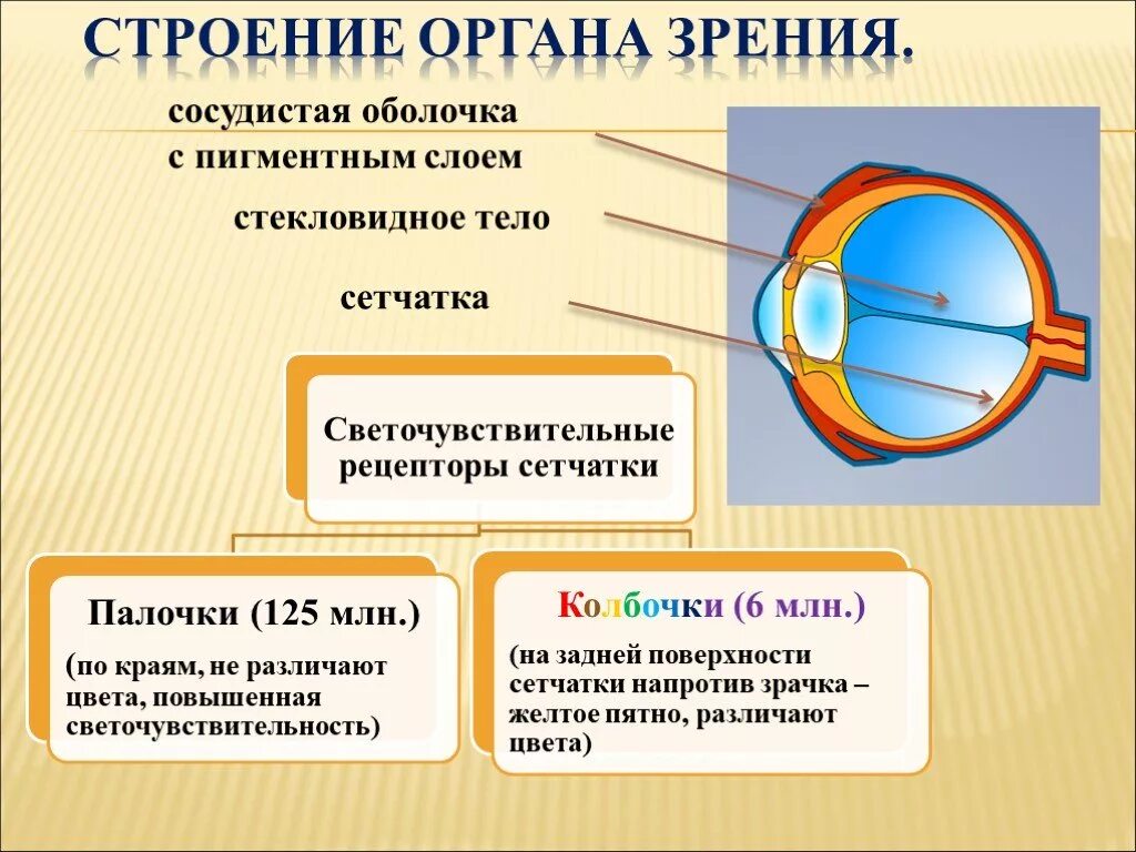 Функции зрительного анализатора таблица. Зрительный анализатор строение и функции биология 8 класс. Биология 8 класс орган зрения и зрительный анализатор. Зрительный анализатор 8 класс биология. Строение органа зрения человека 8 класс биология.