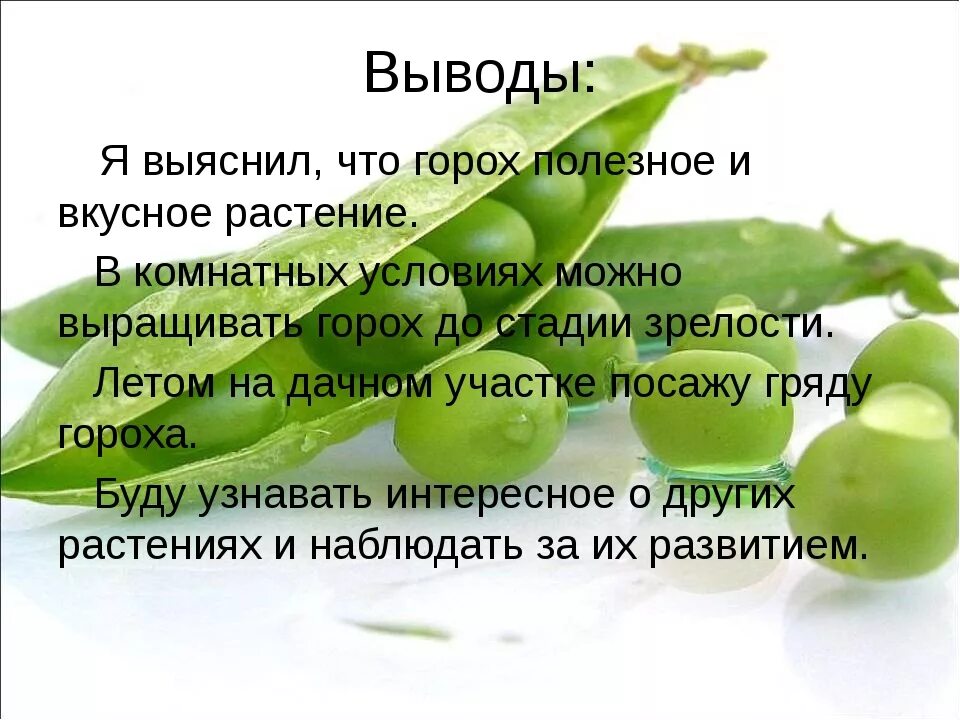 Горох презентация. Пословицы про горох. Загадка про горох. Интересные факты о горошке.