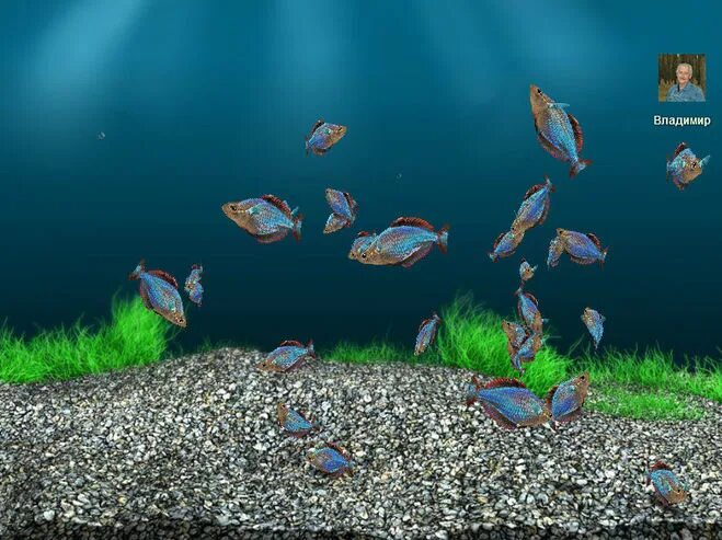 Аквамир 3д аквариум достижения. Аквамир 3д акула. Игры аквамир 3d аквариум. Игры аквамир 3d аквариум. Аквамир 3д.