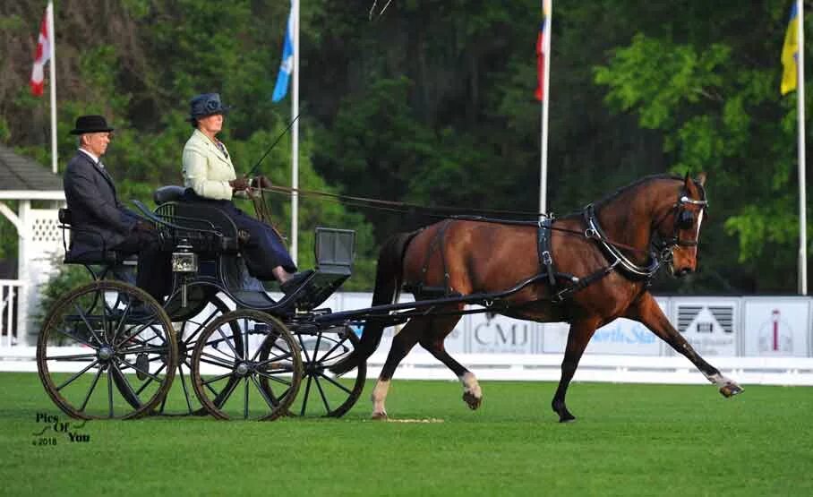 Driving horse. Драйвинг лошади. Драйвинг конный спорт. Драйвинг дрессаж. Драйвинг экипаж.