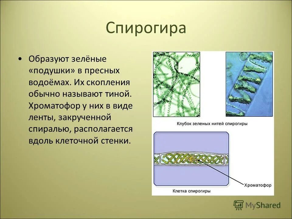 Спирогира питание