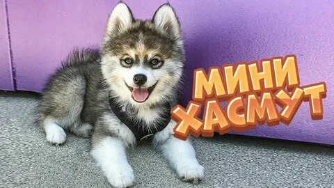 Собаки породы шпиц хаски