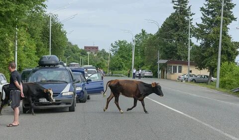 Корова на дороге