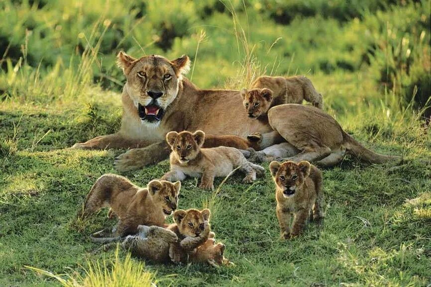 Переднеазиатский леопард охотится. Гепард малыш. Львы дерутся. Гепарды танзания сафари. Дальневосточный леопард на охоте.