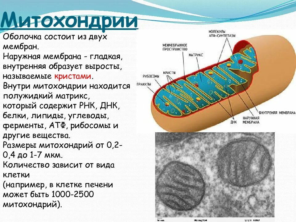 Митохондрия сколько мембран
