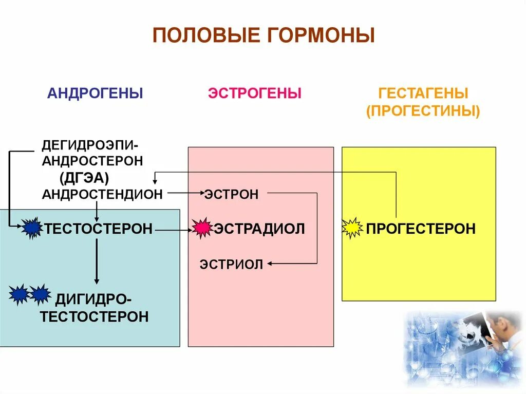 Половые гормоны андрогены эстрогены. Функции мужских и женских половых гормонов. Название женских половых гормонов. Мужские половые гормоны классификация. Женские половые гормоны 2