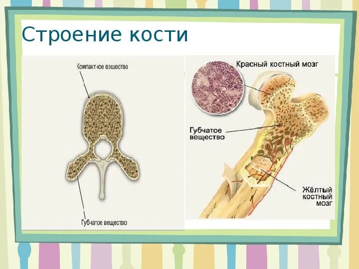 Где находится желтый костный мозг в трубчатых. Строение кости желтый костный мозг. Плоские кости костный мозг. Строение кости красный костный мозг. Красный и желтый костный мозг.