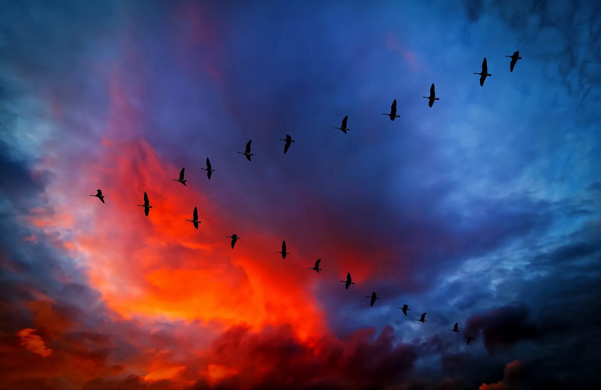 Синее небо без войны. Журавлиный Клин в небе живопись. Клин журавлей в небе. Птицы в небе. Птицы улетают.