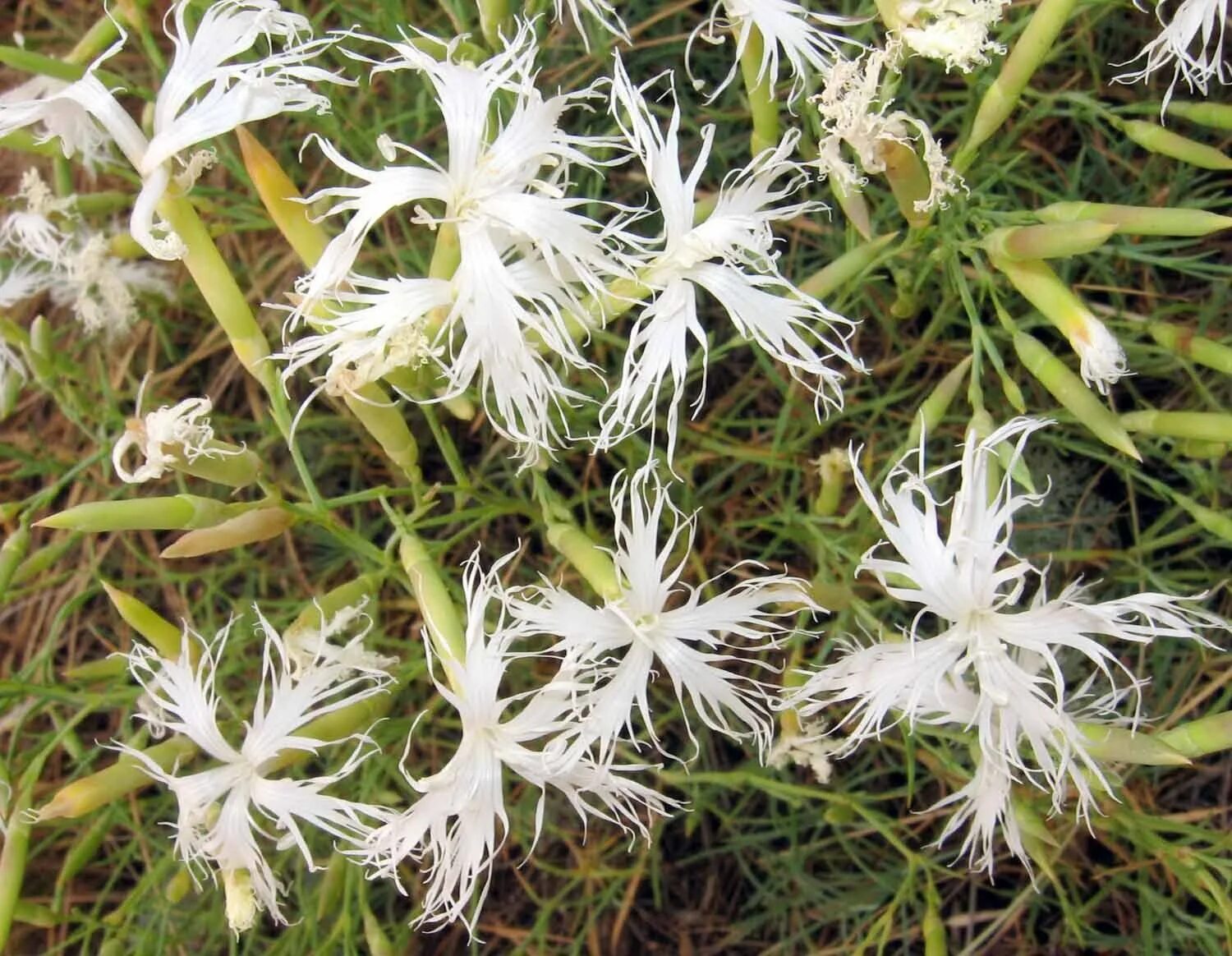 Гвоздика иглолистная лесная. Dianthus acicularis. Гвоздика песчаная – dianthus arenarius l. Гвоздика иглолистная. Гвоздика иглолистная красная книга.