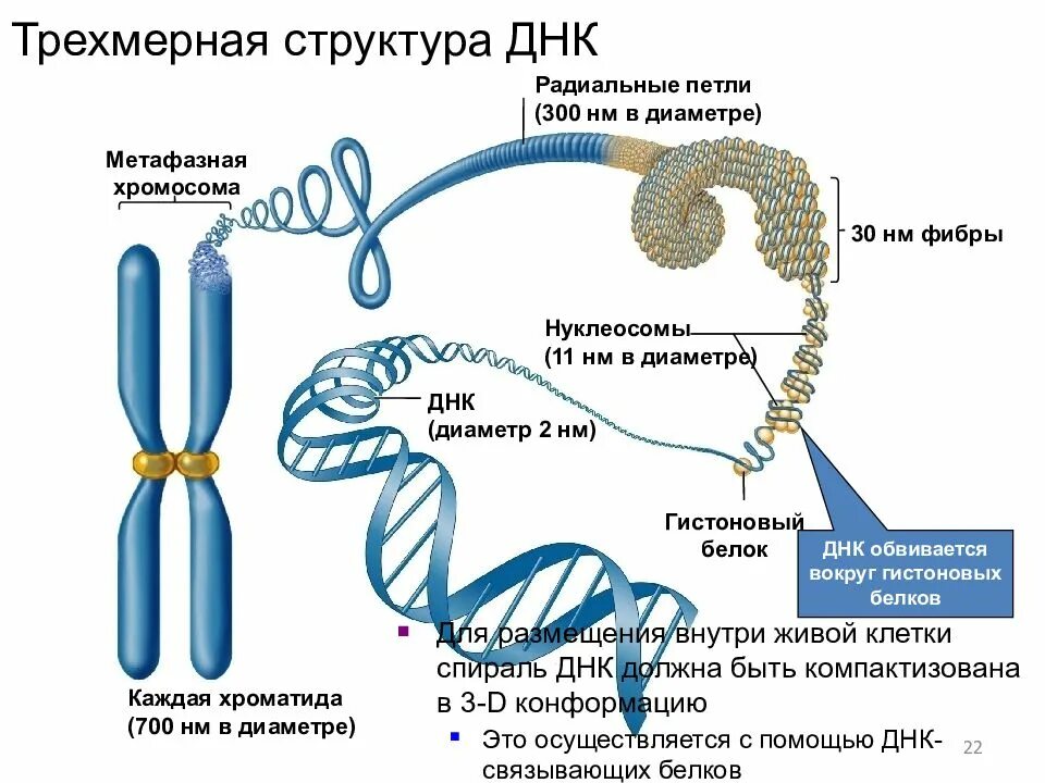 Составляющая днк. Строение нити ДНК. ДНК состав строение. Структура молекулы ДНК кратко. Строение ДНК третичная структура.
