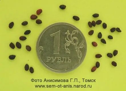 Семена смородины