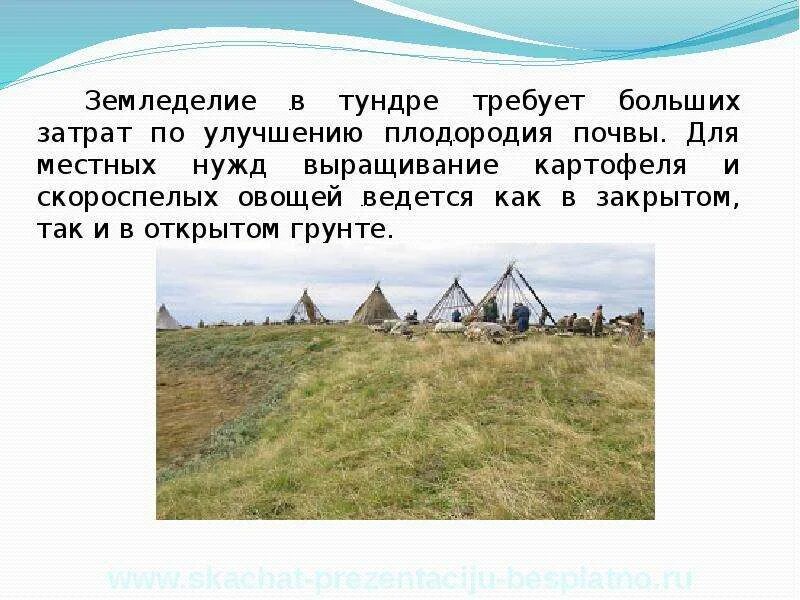 Земледелие в тундре. Плодородие в тундре. Полярное земледелие это. Тундра какой сельскохозяйственный район. Ведение сельского хозяйства в тундре