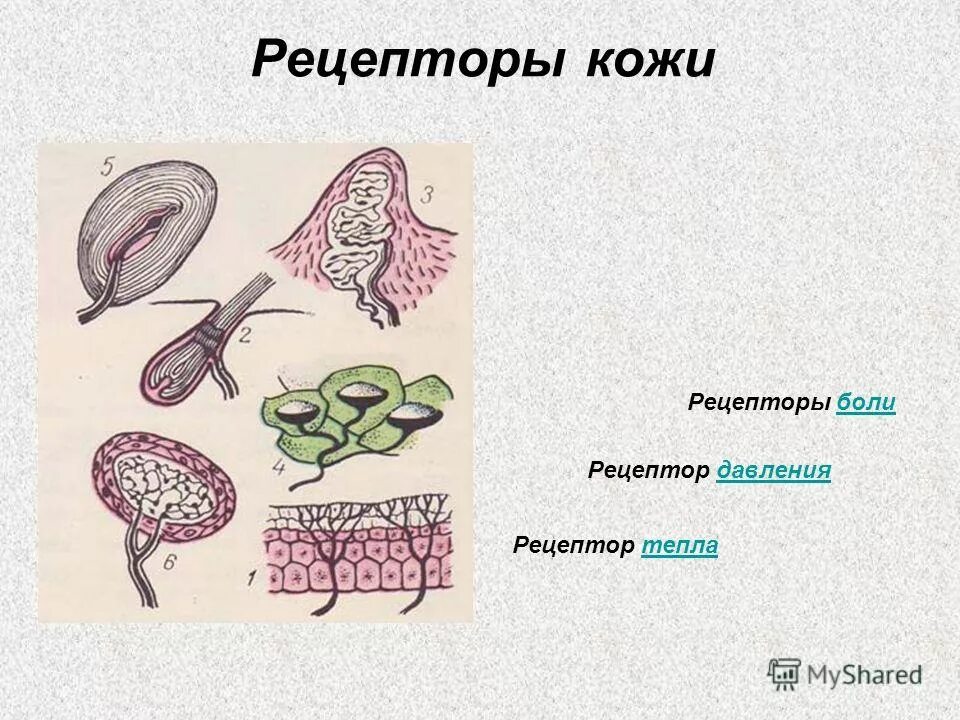 Какие рецепторы кожи вам известны