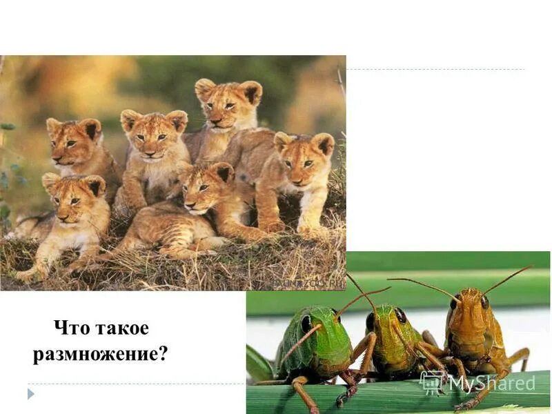 что такое размножение в биологии 6 класс