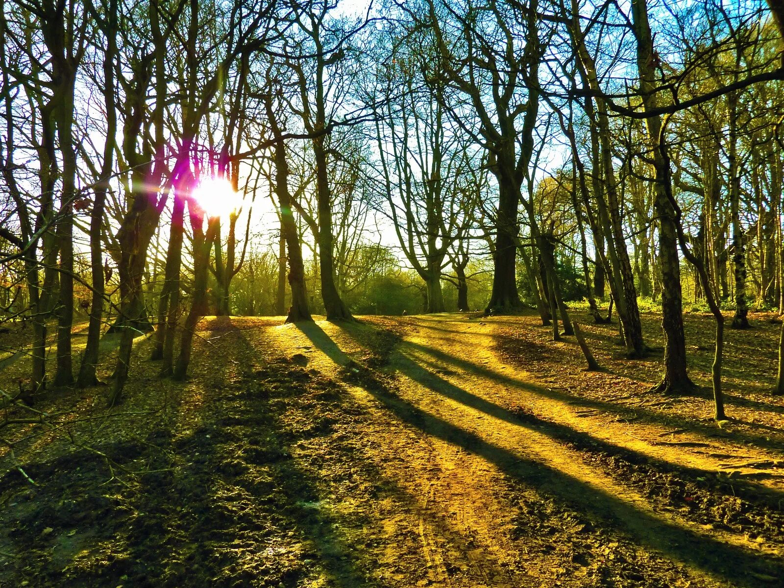 Утренний лес. Тень на фоне природы. Тень на асфальте. Тень от дерева в солнечный день. Блики лучи.
