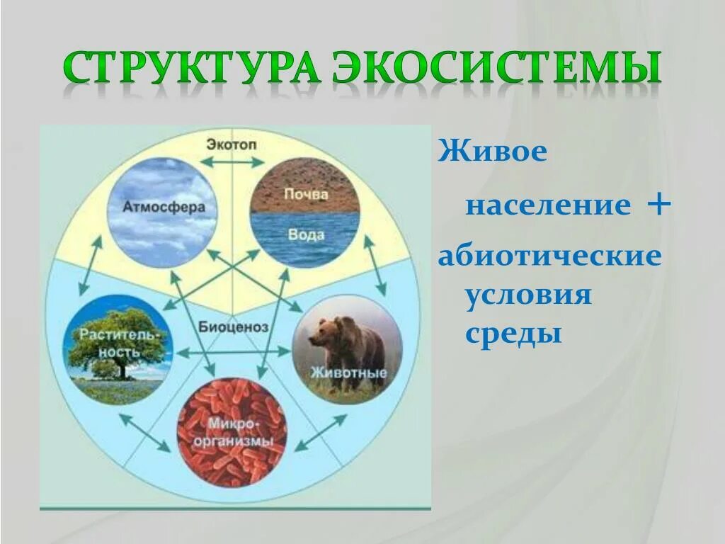 Схема состава компонентов экосистемы. Экосистема. Структура экосистемы. Компоненты природной экосистемы. Важнейшая составная часть живого организма