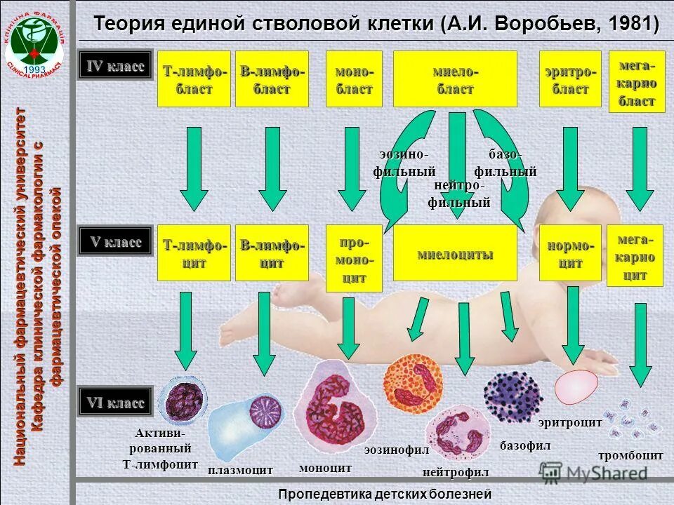 Сколько стоят стволовые клетки