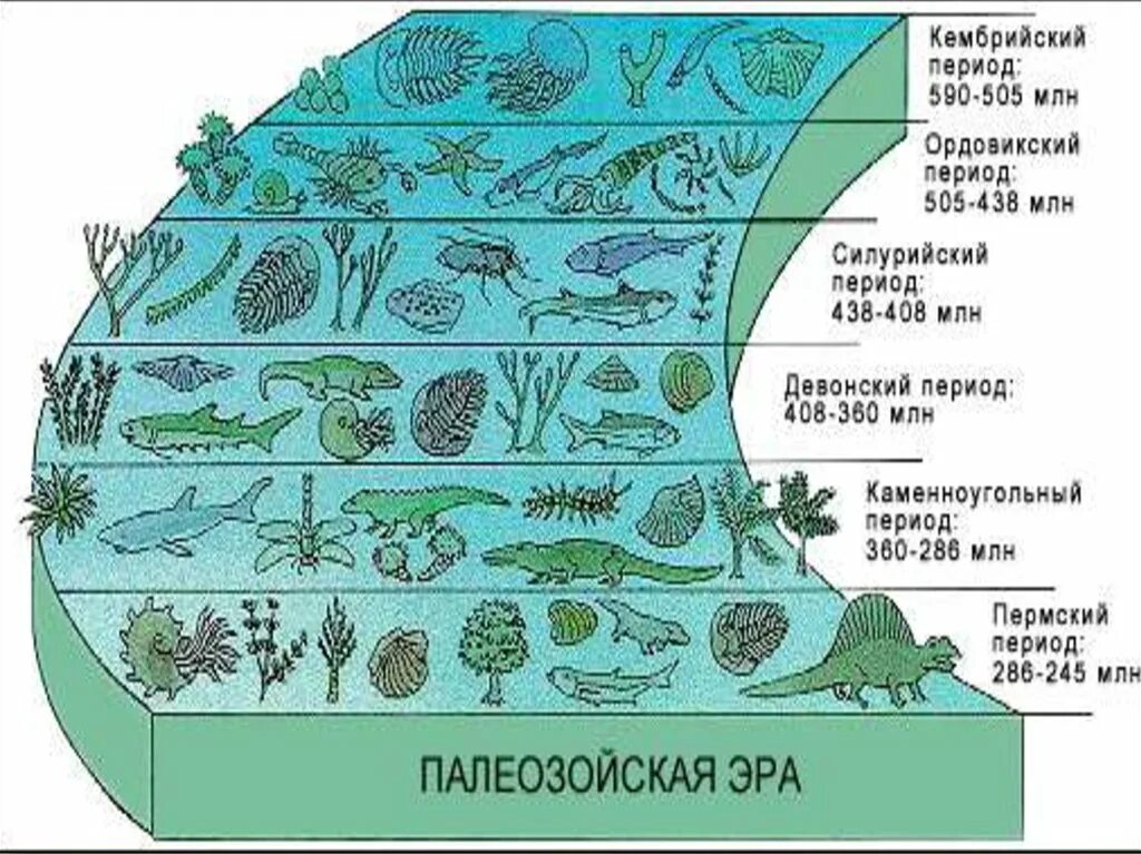 Геологическая эра палеозойская. Палеозойская Эра периоды. Геологические периоды палеозоя. Таблица Палеозойская Эра периоды животного и растительного мира. Эволюция растительного и животного мира в палеозойскую эру.