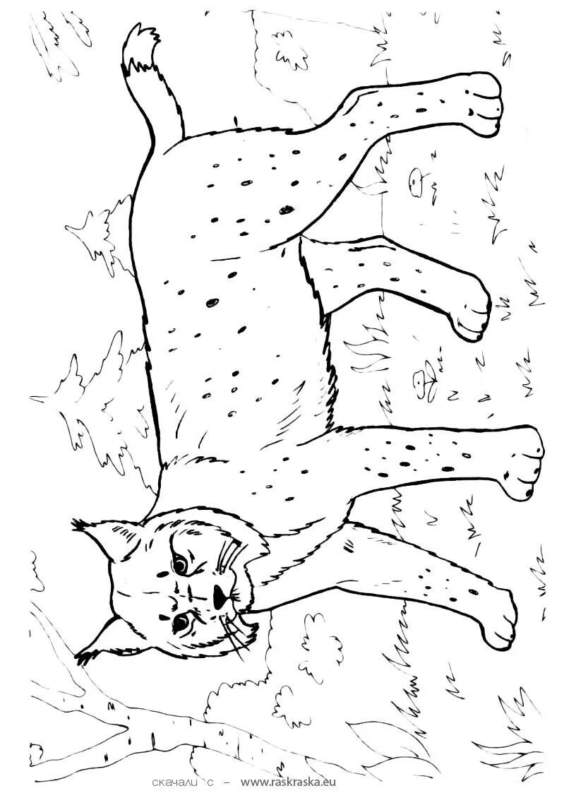 Распечатать рыси. Рысь раскраска. Рысь раскраска для детей. Рысь рисунок для детей. Раскраски животные Рысь.