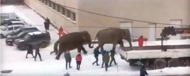 Слон сбежал из цирка Екатеринбург. Слоны сбежали в Екатеринбурге. Слоны в ЕКБ цирках?. Сбежавшая слониха из цирка. Сбежавший цирк
