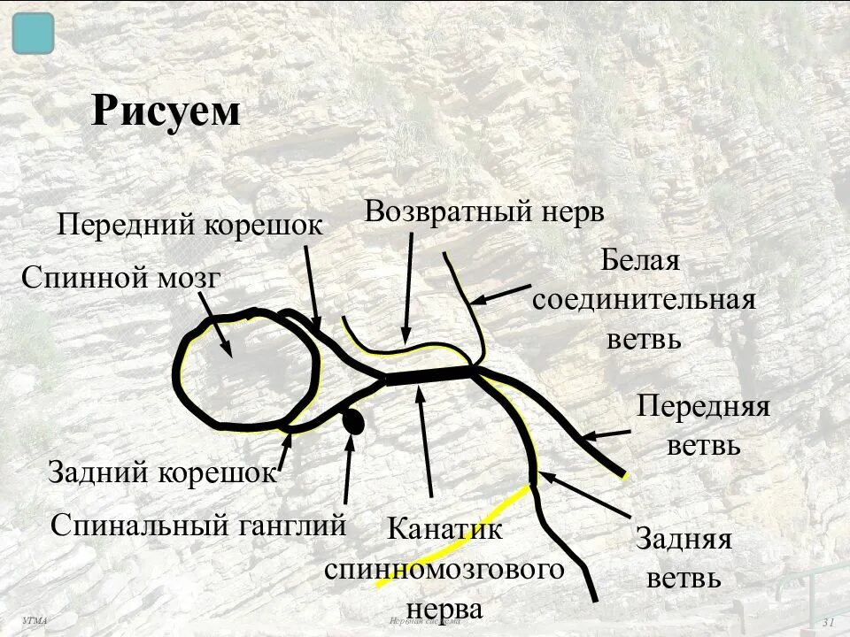 Белые соединительные ветви спинномозговых нервов. Серая соединительная ветвь спинномозгового нерва. Белая соединительная ветвь спинномозгового нерва иннервирует. Серые соединительные ветви спинномозговых нервов.