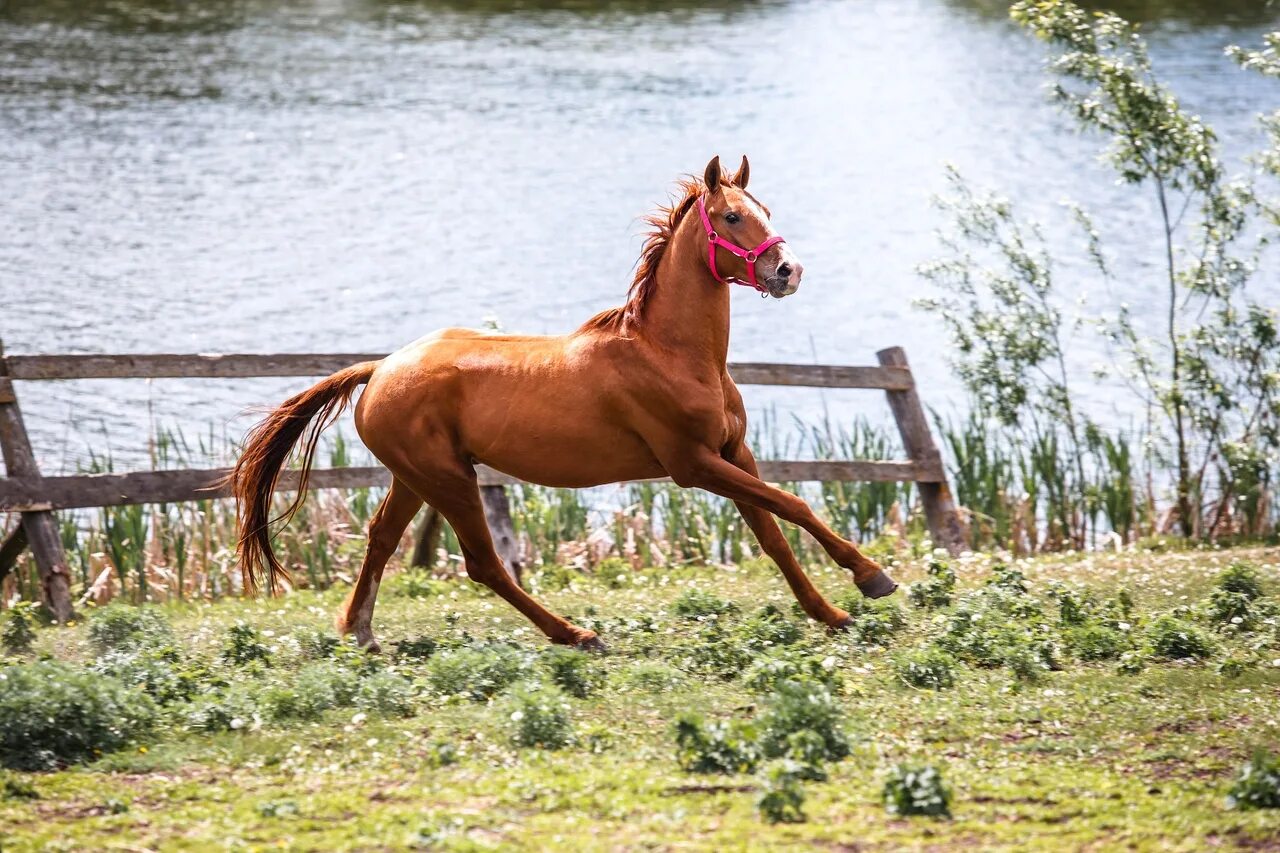 Донская лошадь. Рыжий сельский конь. Рыжая лошадь в реке. Жеребец рыжий со звездочкой.