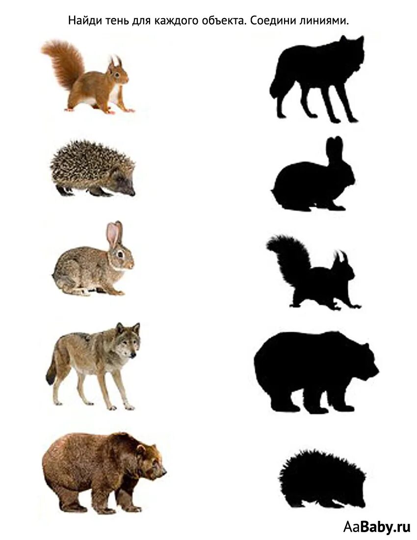 Лесные животные плакат. Дикие животные для детей. Животные европы для детей. Определи животных леса. Определи животных леса.