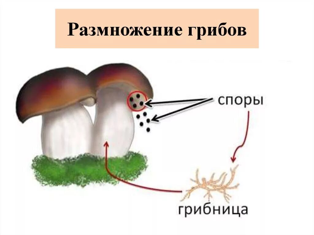 Размножение грибов грибницей. Схема размножения гриба. Схема размножения грибов 5 класс. Размножение спорами грибы. Спора грибов 7