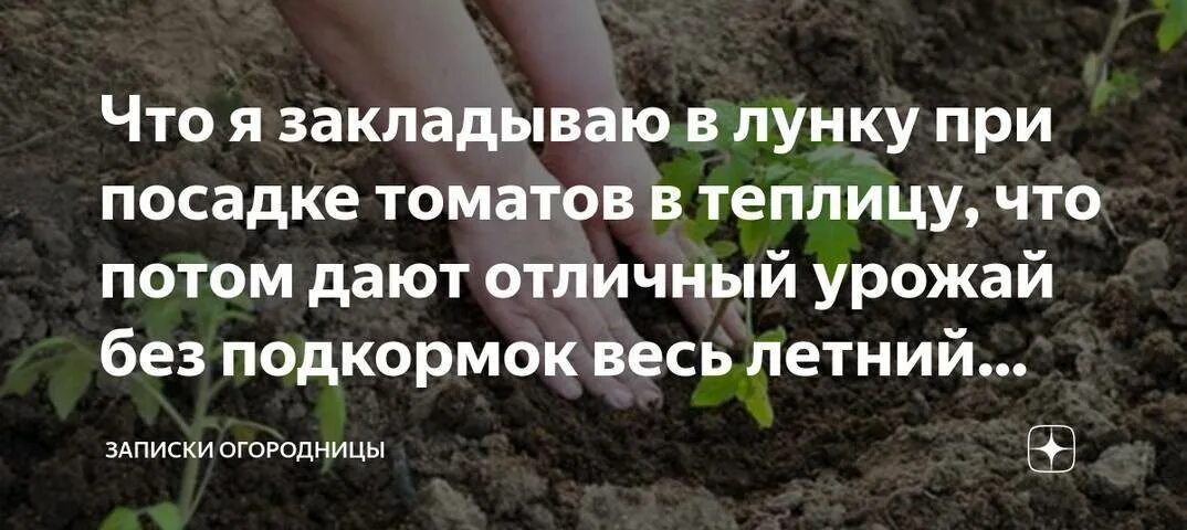 Что сыпать в лунки при посадке. В лунку при посадке томатов. Посадка томатов в лунку. Подкормка в лунку при посадке томатов. Лунки для посадки помидор.