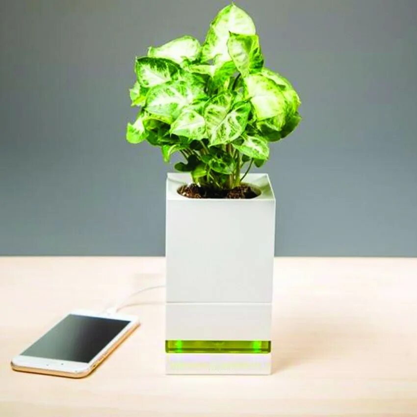 Smart plant. Smart flowerpot. Intelligent Indoor. Leprikon's Pot with Clevers.