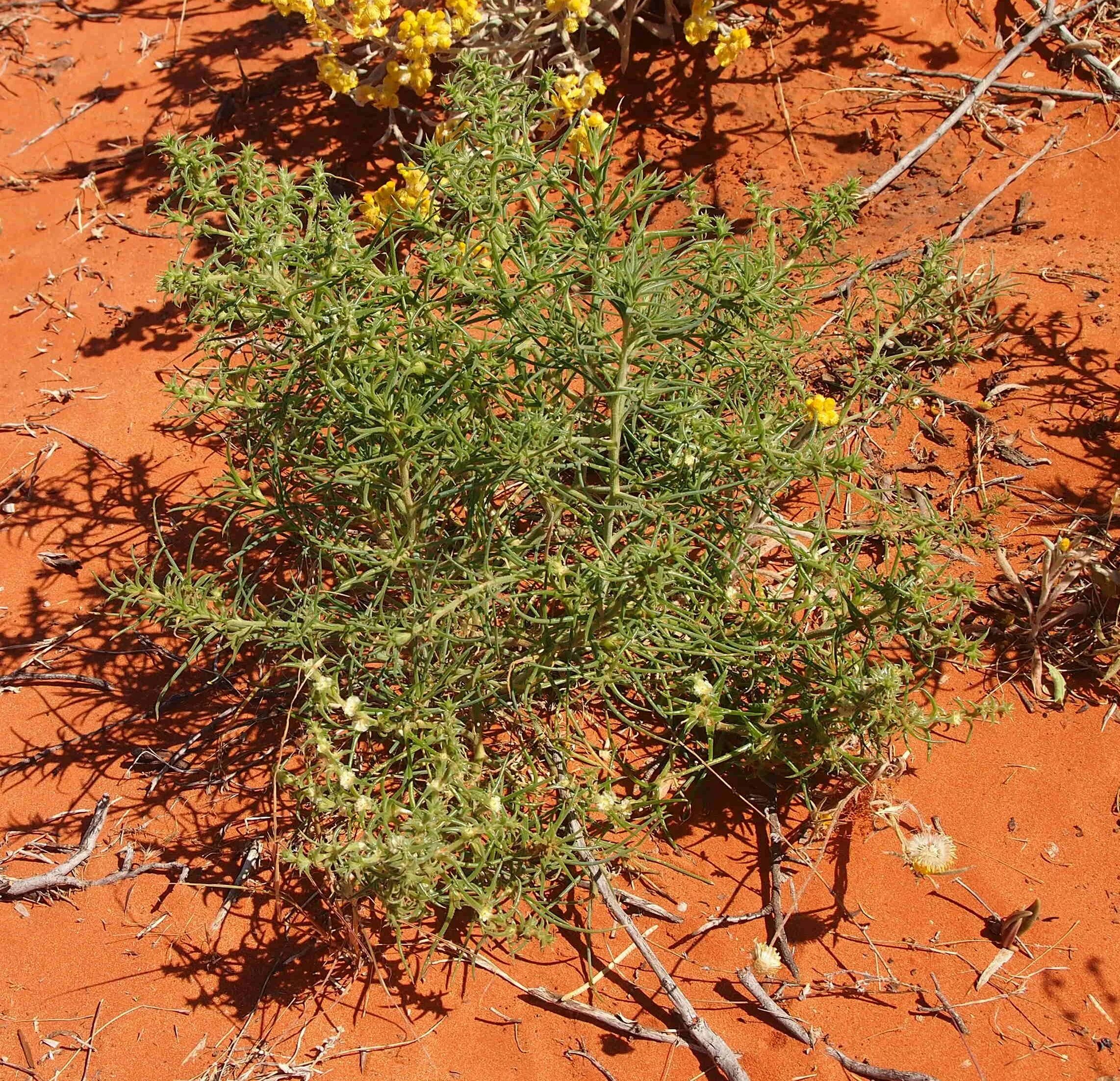 Солянка южная 5. Солянка Южная (Salsola Australis).. Salsola ruthenica. Salsola chiwensis. Salsola nodulosa.