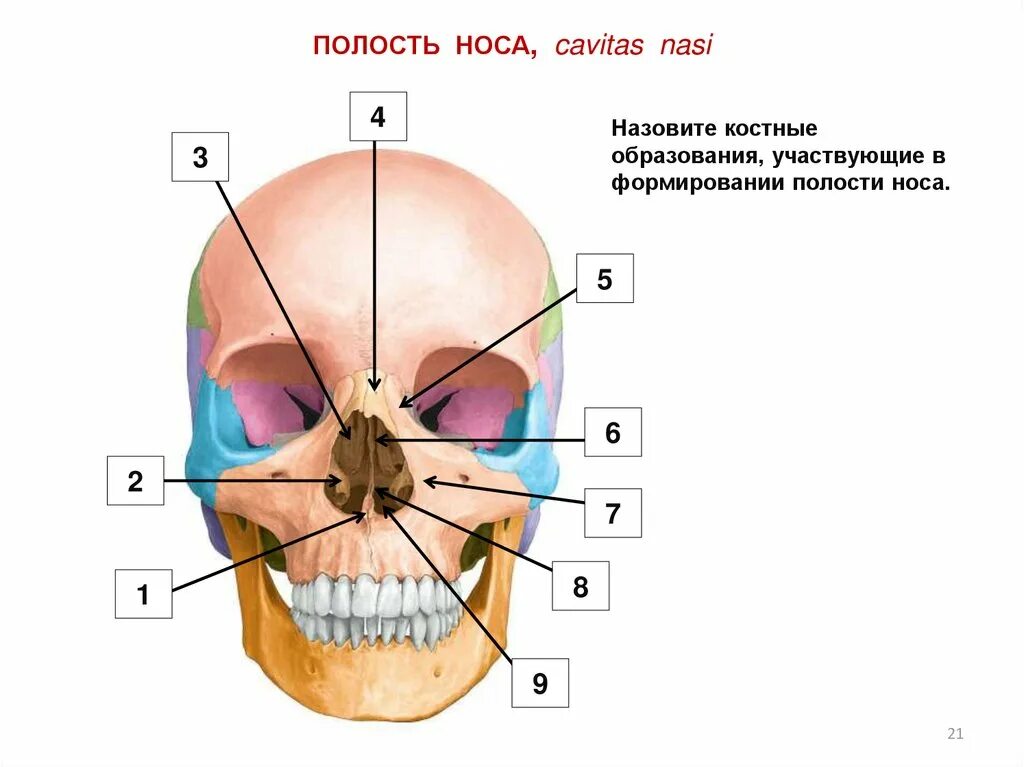 Носовая полость анатомия череп. Носовое отверстие черепа. Полости лицевого черепа