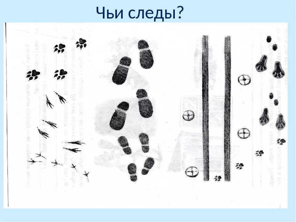 След играй. Чьи следы?. Чьи следы на снегу. Угадай чьи следы на снегу. Определи чьи следы на снегу.