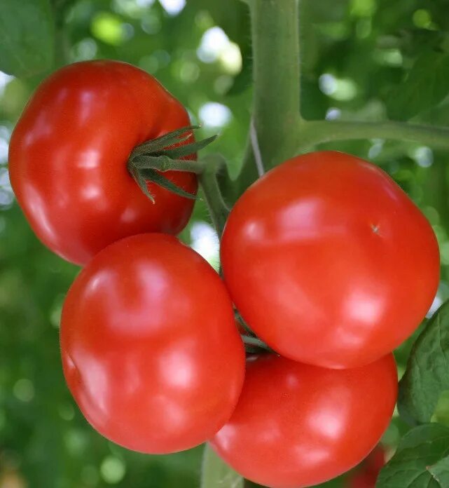 Гавриш томат Евпатор f1. Томат Евпатор семена. Семена томат Евпатор f1. Томат Тойво f1. Помидоры семена гибриды