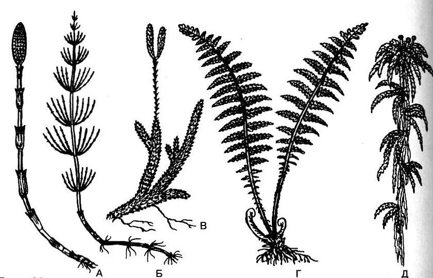 Плауны хвощи папоротники. Мхи папоротники хвощи плауны. Папоротники хвощи плауны ЕГЭ. Папоротникообразные растения плауны. Двудольные листостебельные мхи папоротниковые плауновые
