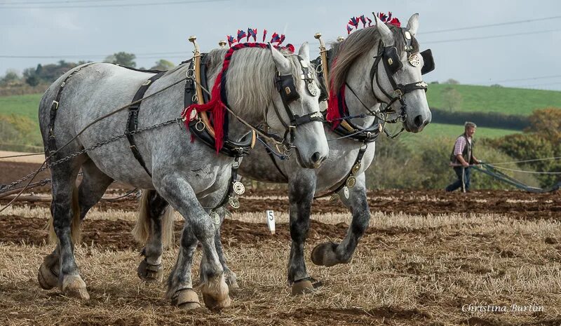 Heavy horses