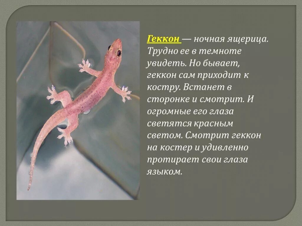 Загадка ящерица. Геккон описание. Описание ящерицы. Геккон презентация. Геккон доклад.