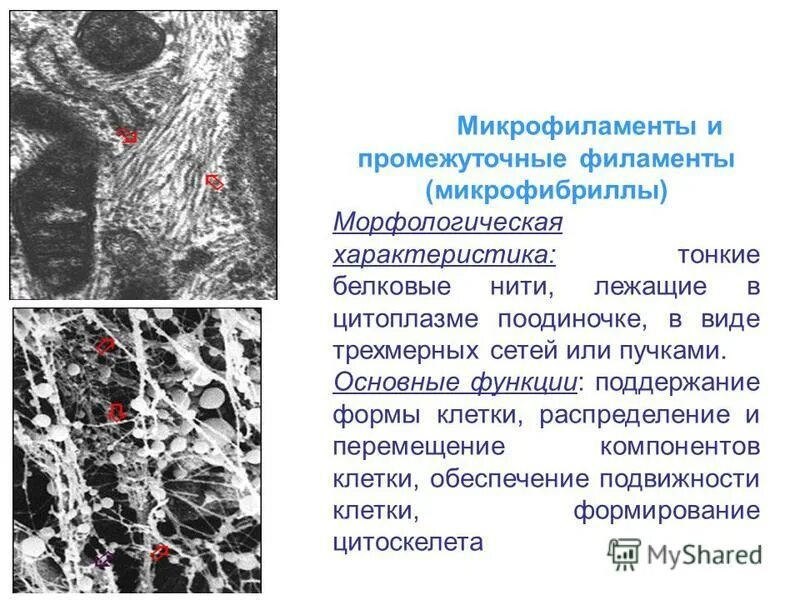 Строение фибриллы целлюлозы. Микрофибриллы макрофибриллы целлюлозы. Микрофибриллы целлюлозы. Микрофибриллы функции. Микрофибриллы.